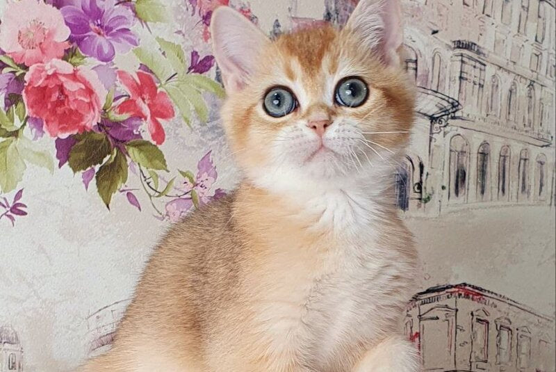 Ralf British Shorthair male, black golden shaded