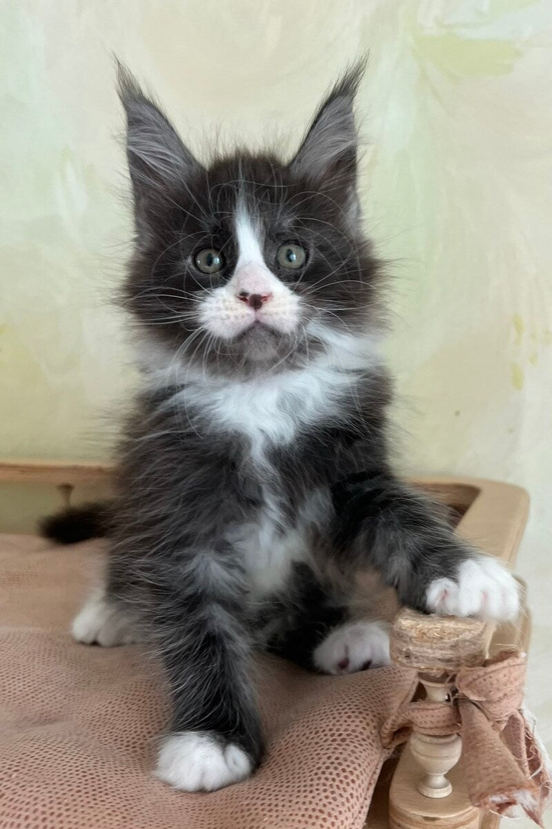 Jolene Maine Coon female, blue silver bicolour