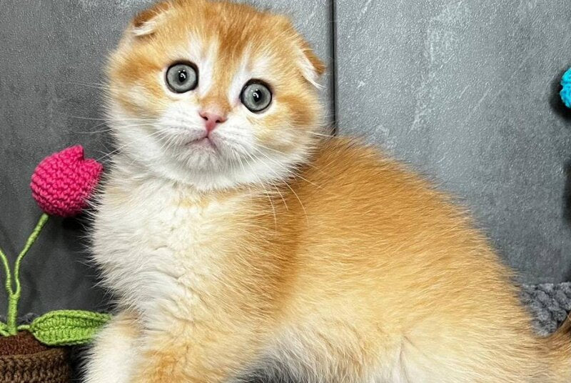 Lion Scottish Fold male black golden chinchilla - live animals