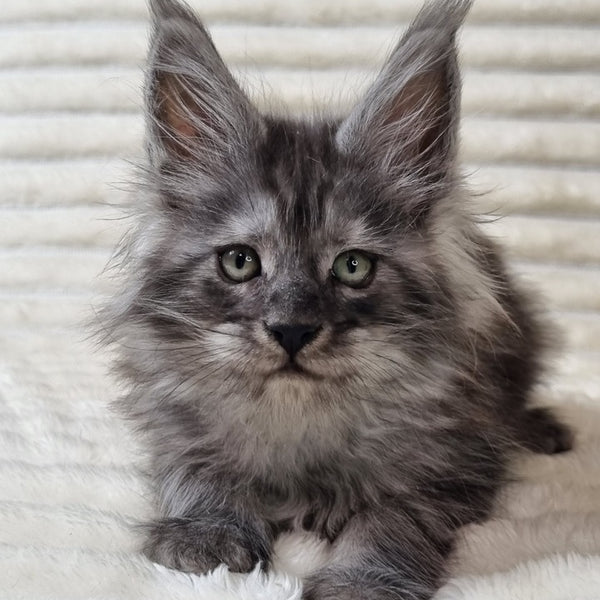 Uno Maine Coon male, black silver