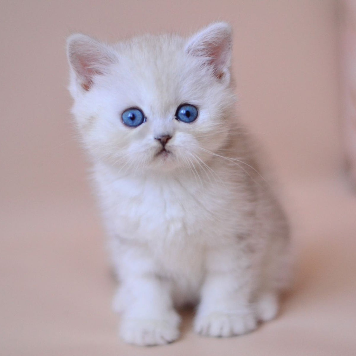 Karat British Shorthair male, blue silver tabby bicolour