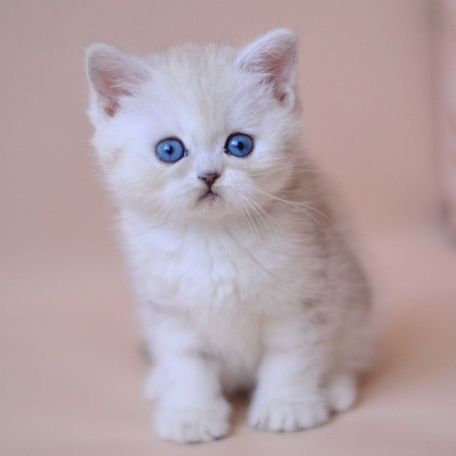 Karat British Shorthair male, blue silver tabby bicolour