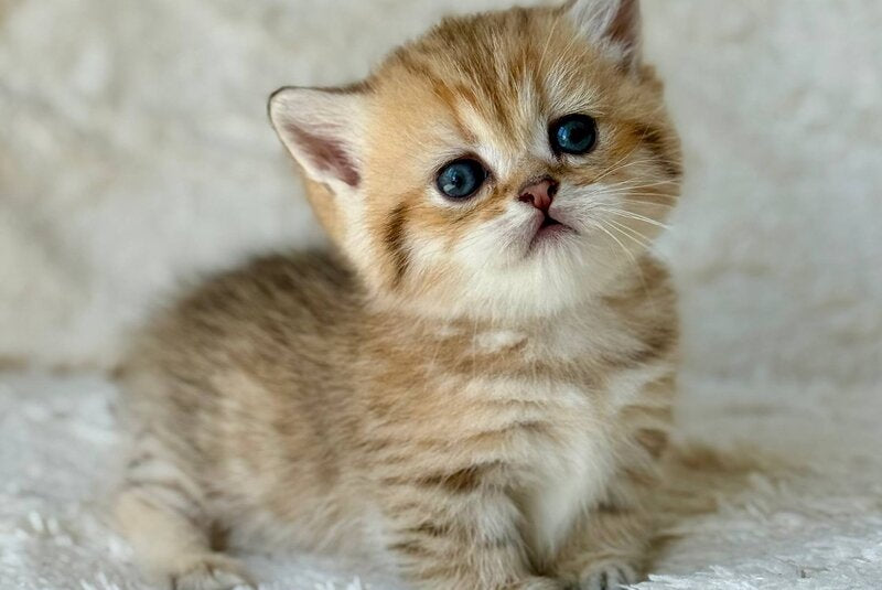 Ziva Munchkin female black golden spotted tabby - live animals