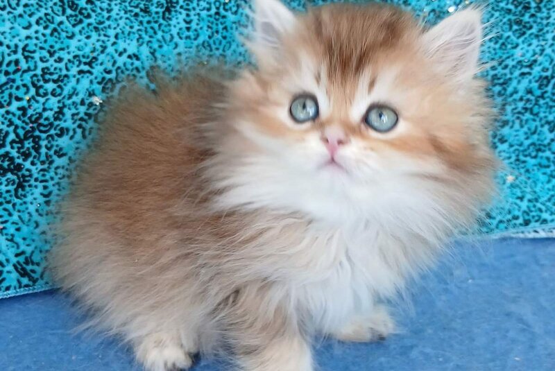 Vitas British Longhair female, black golden ticked tabby