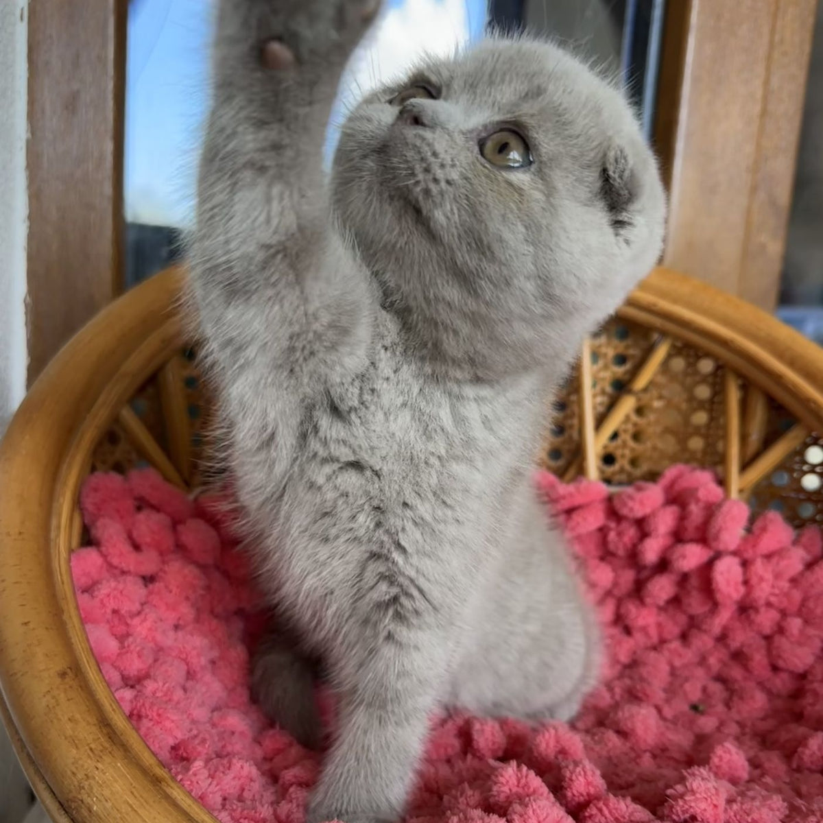 Nemo Scottish Fold male, lilac