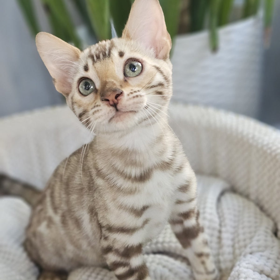 Uranus Bengal male, black spotted tabby pointed