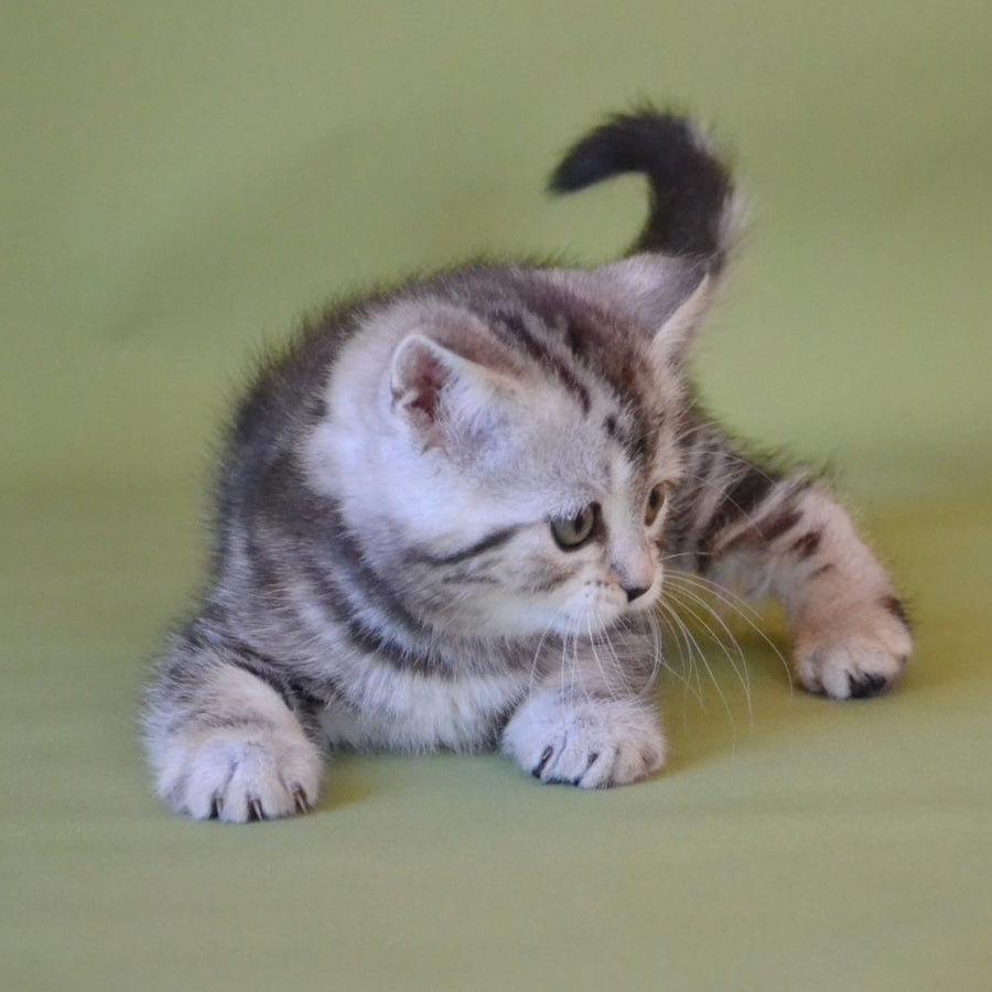 Quiana Scottish Straight female, black silver tabby