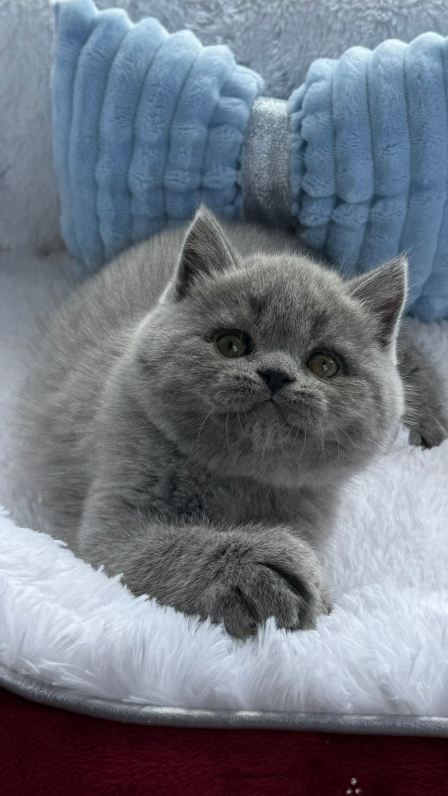 Yuri Scottish Straight male, blue