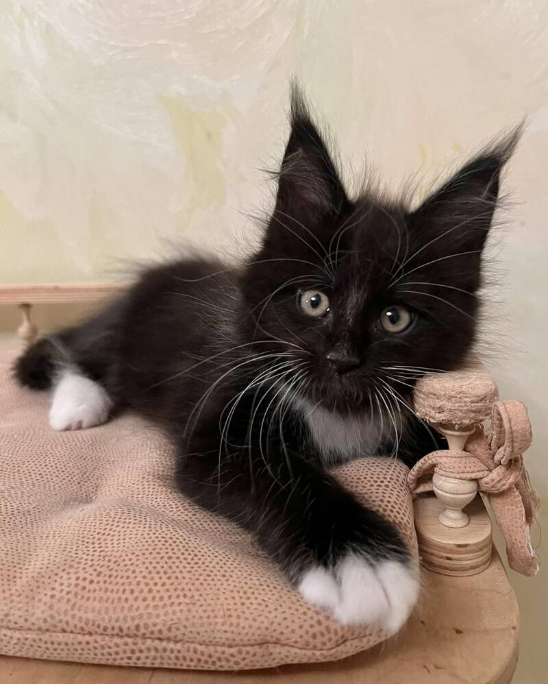 Joseph Maine Coon male, black bicolour
