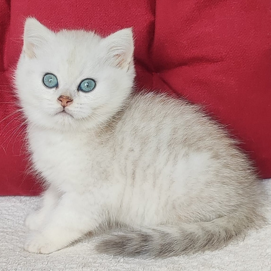 Avgust Scottish Straight male, black silver shaded