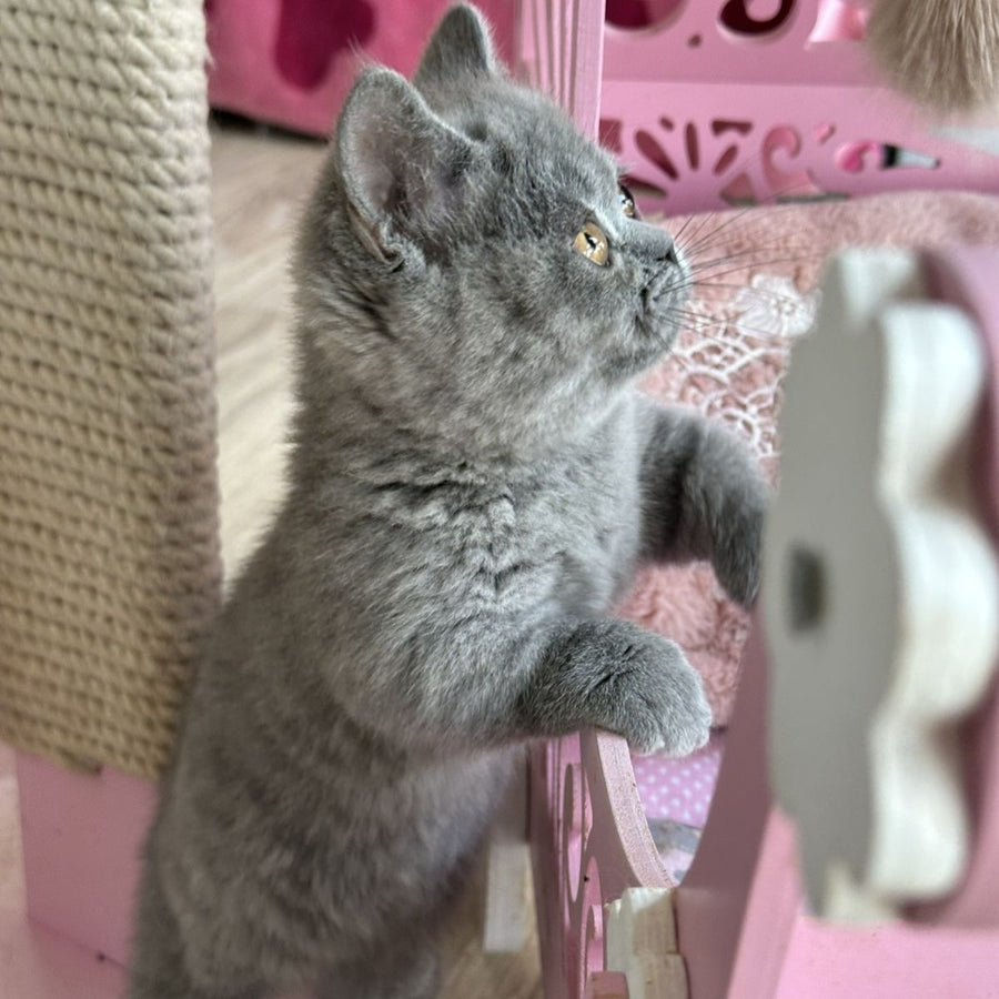 Milka Munchkin female, blue