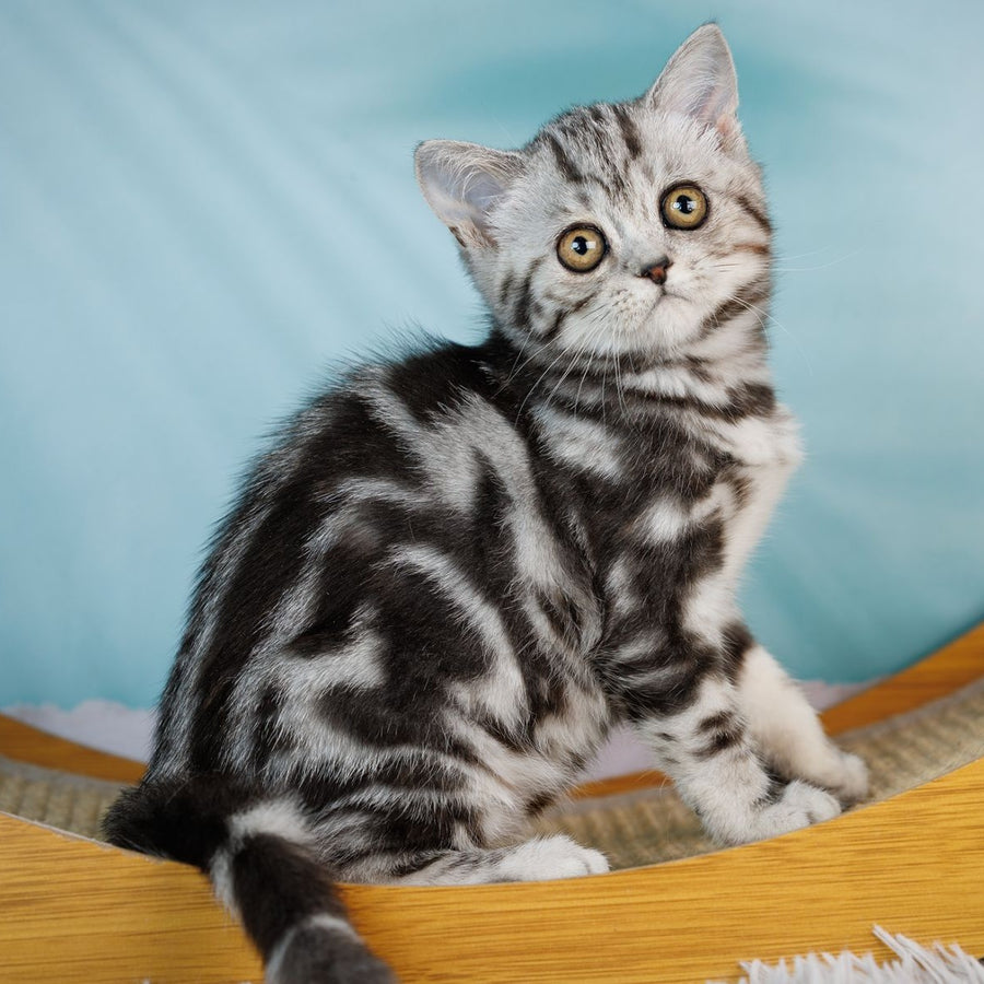 Adele Scottish Fold female, black silver tabby