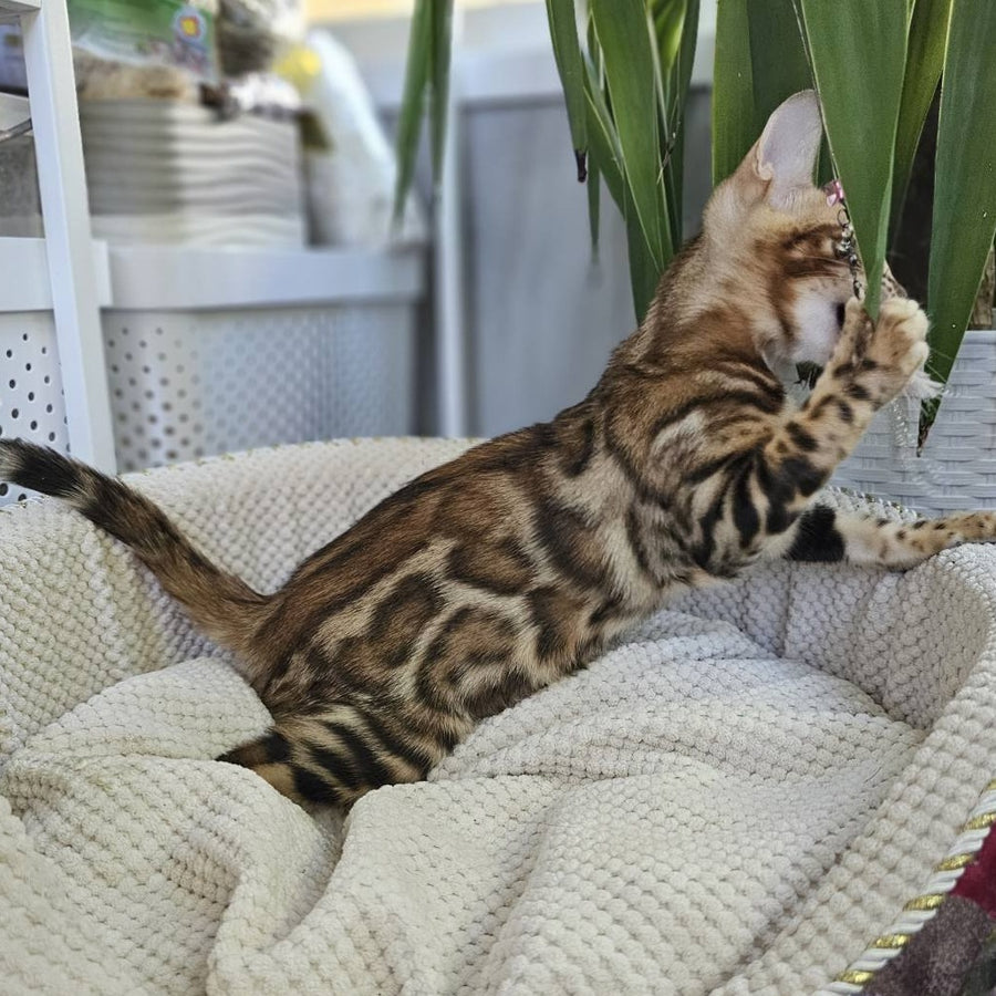 Ugo Bengal male, black spotted tabby