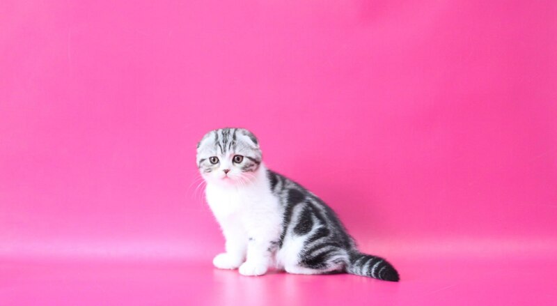 Rihanna Scottish Fold female black silver tabby bicolour live animals