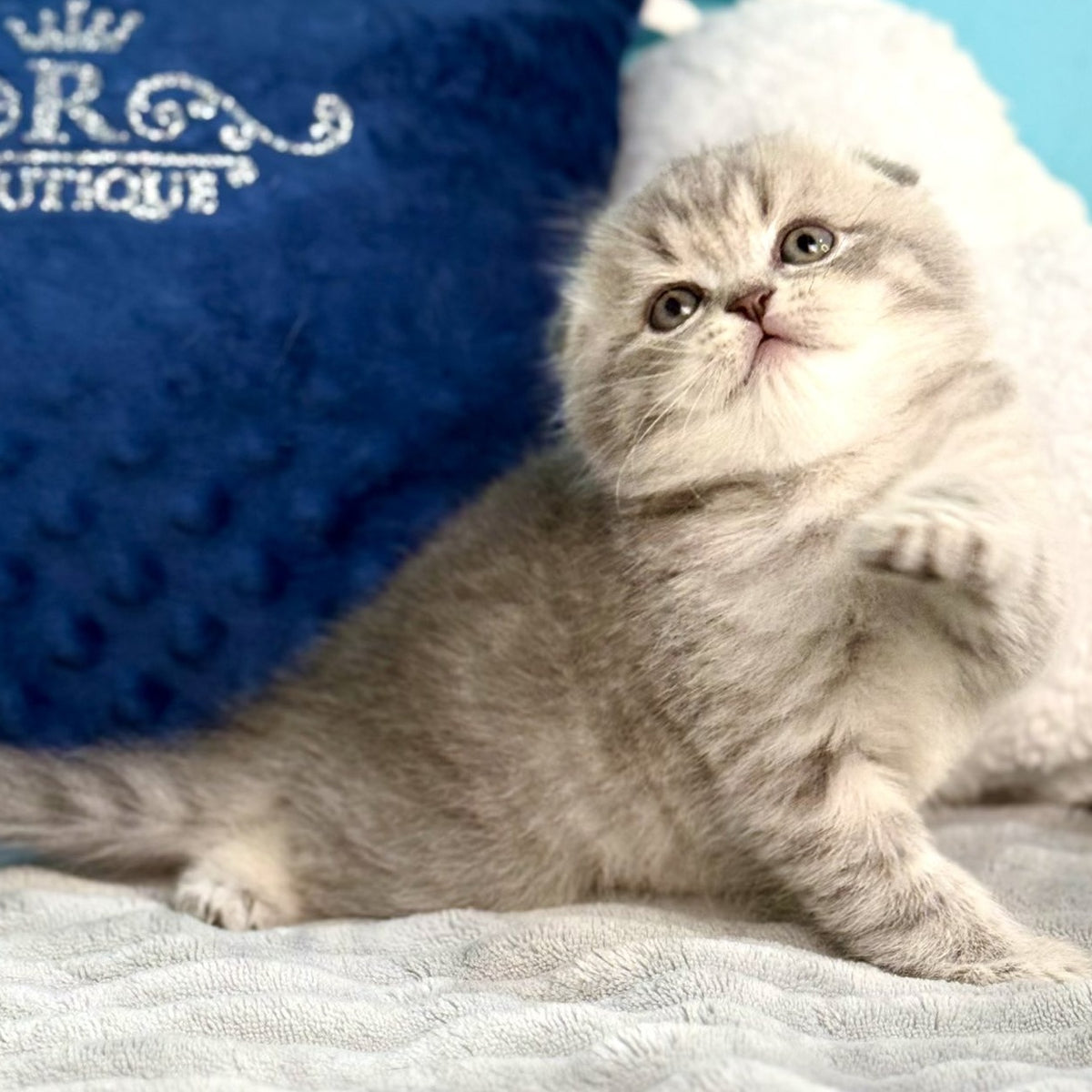 Junior Scottish Fold male, blue tabby pointed