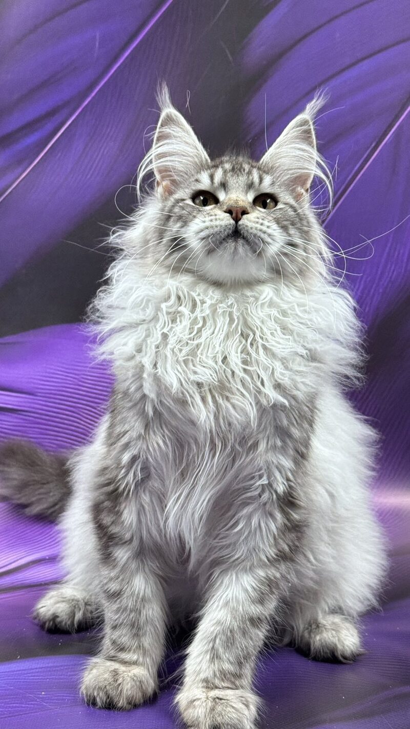 Malina Maine Coon female, black silver tabby