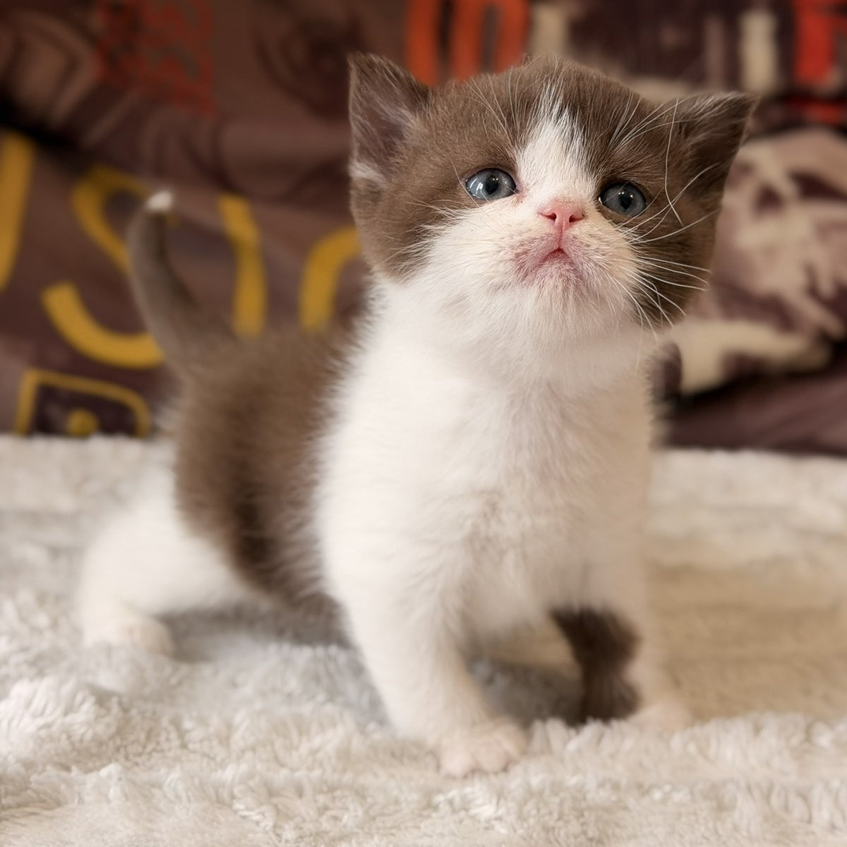 Ace British Shorthair male, chocolate bicolour