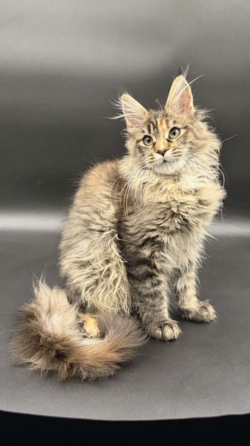 Werra Maine Coon female black tortie spotted tabby - live animals