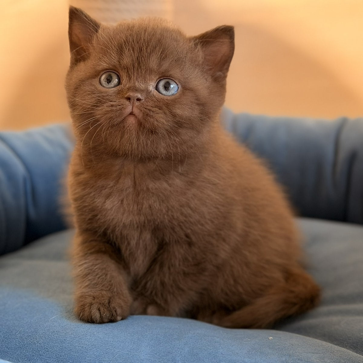 Asher British Shorthair male, chocolate