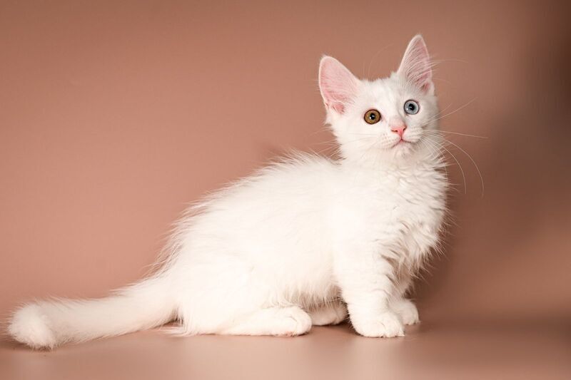 Amina Munchkin female, white