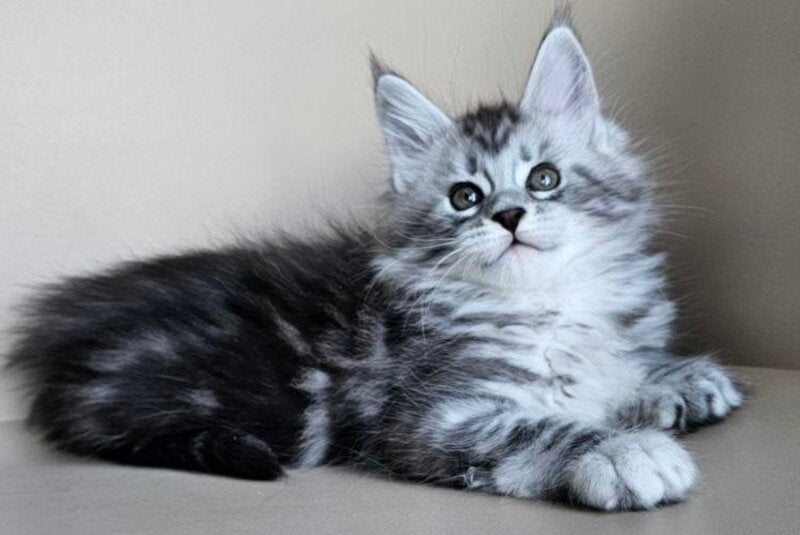Elisaveta Maine Coon female, black silver tabby