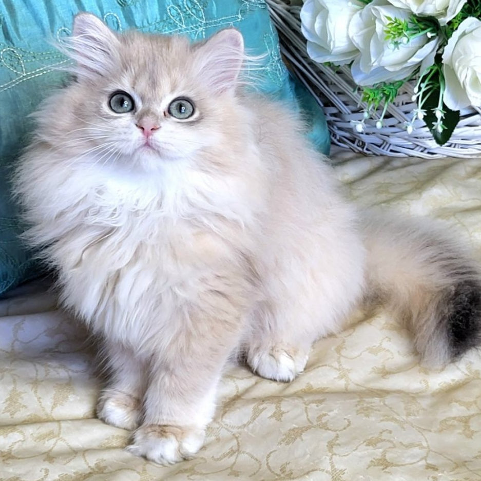 Zemfira British Longhair female, blue golden chinchilla