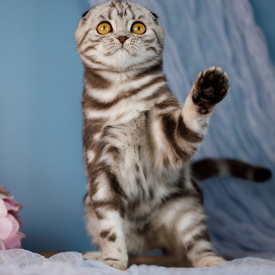 Blair Scottish Fold female, black silver tabby
