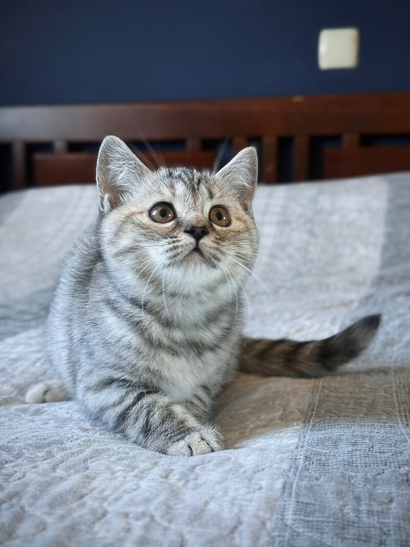 Jakonda Scottish Straight female, black tortie silver spotted tabby