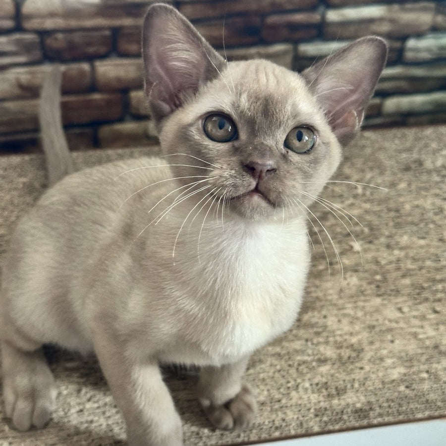 Umka Burmese male, chocolate