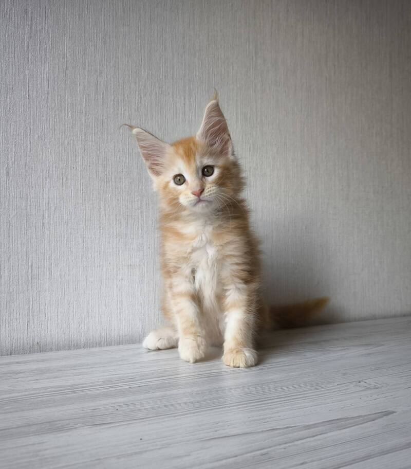 Dark Maine Coon male, red silver tabby