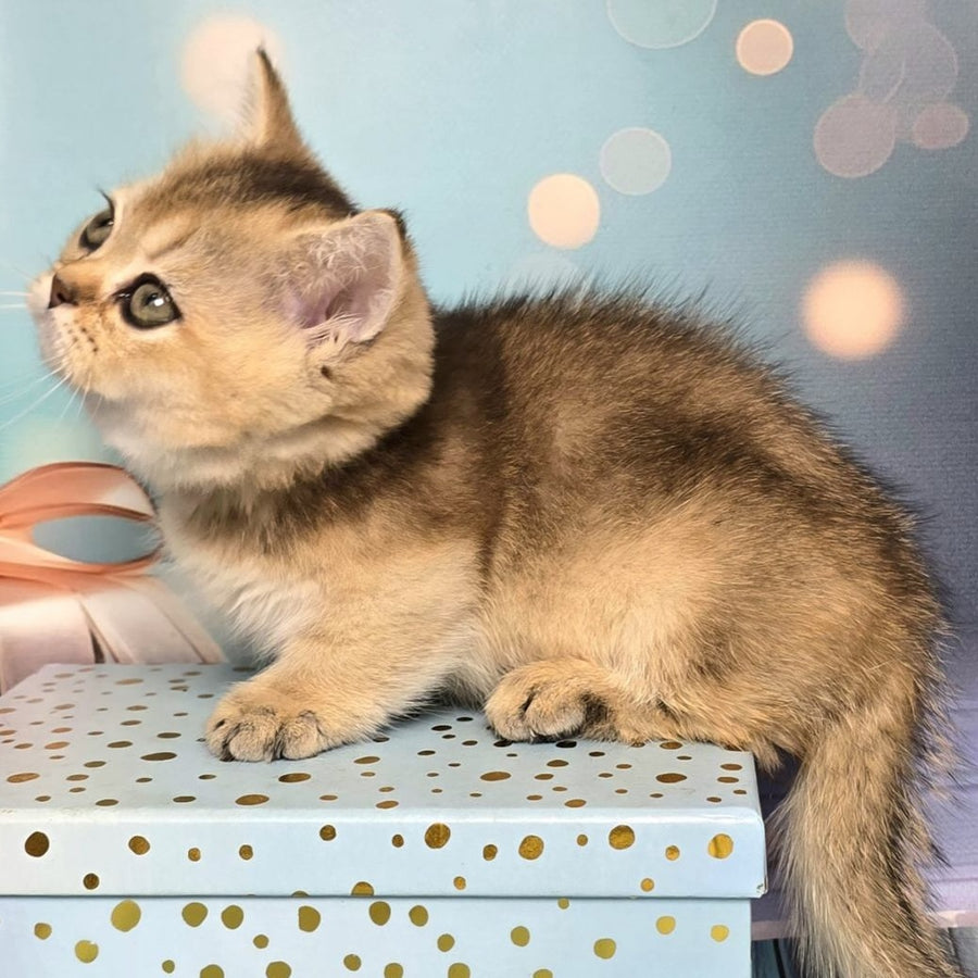 Crumble Munchkin male, black golden shaded