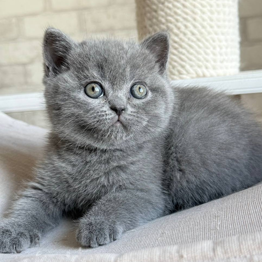 Nolan Scottish Straight male, blue
