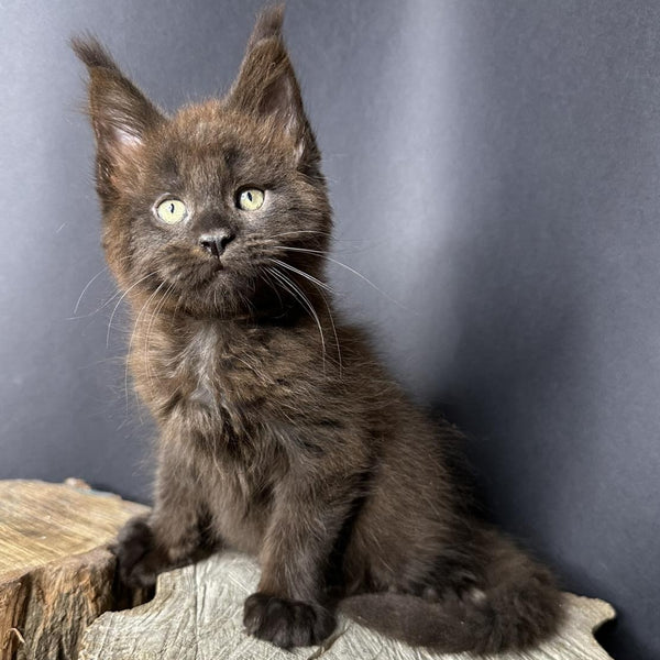 Patron Maine Coon male, black