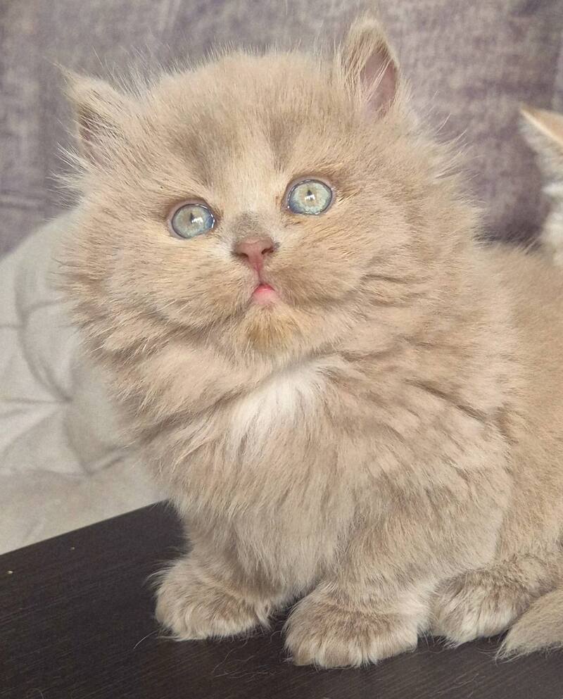 Jina British Longhair male, fawn