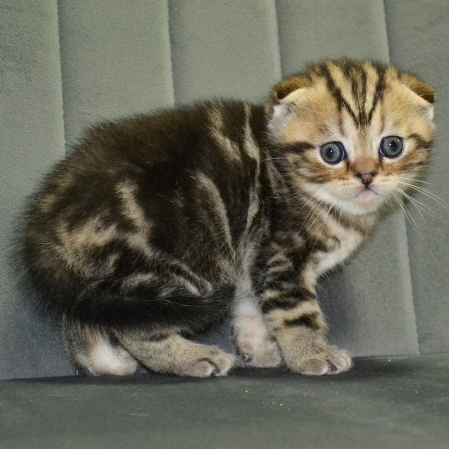 Anabel Scottish Fold male, black tabby