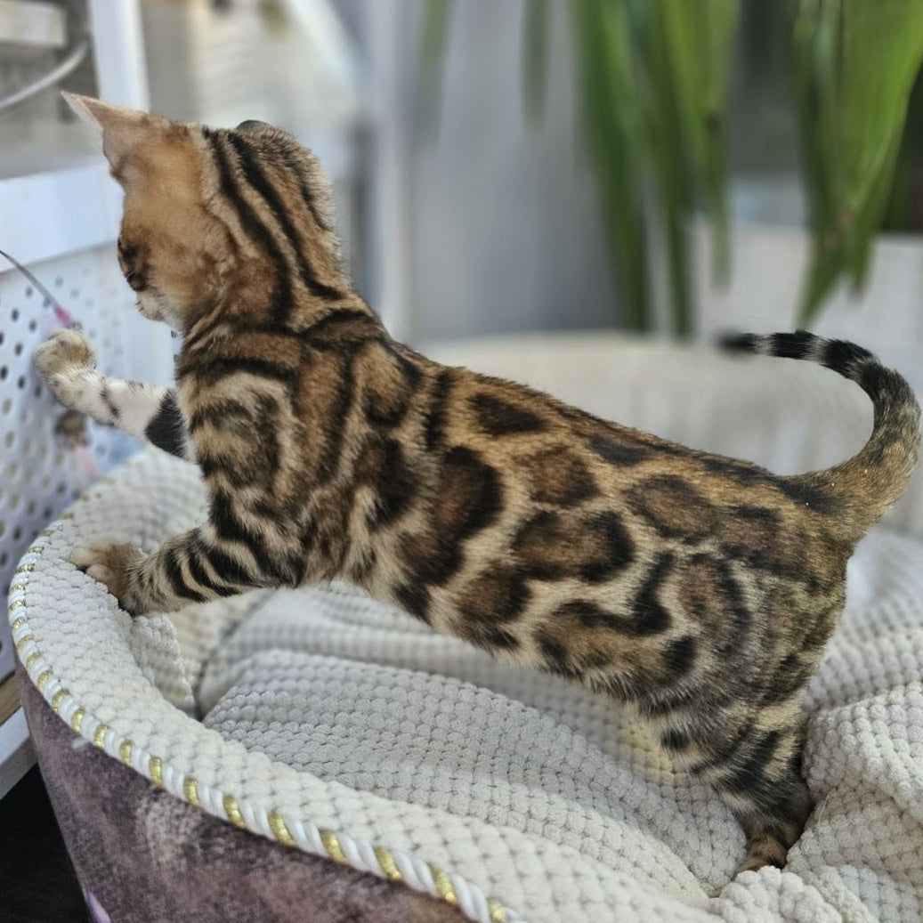 Indigo Bengal male, black spotted tabby