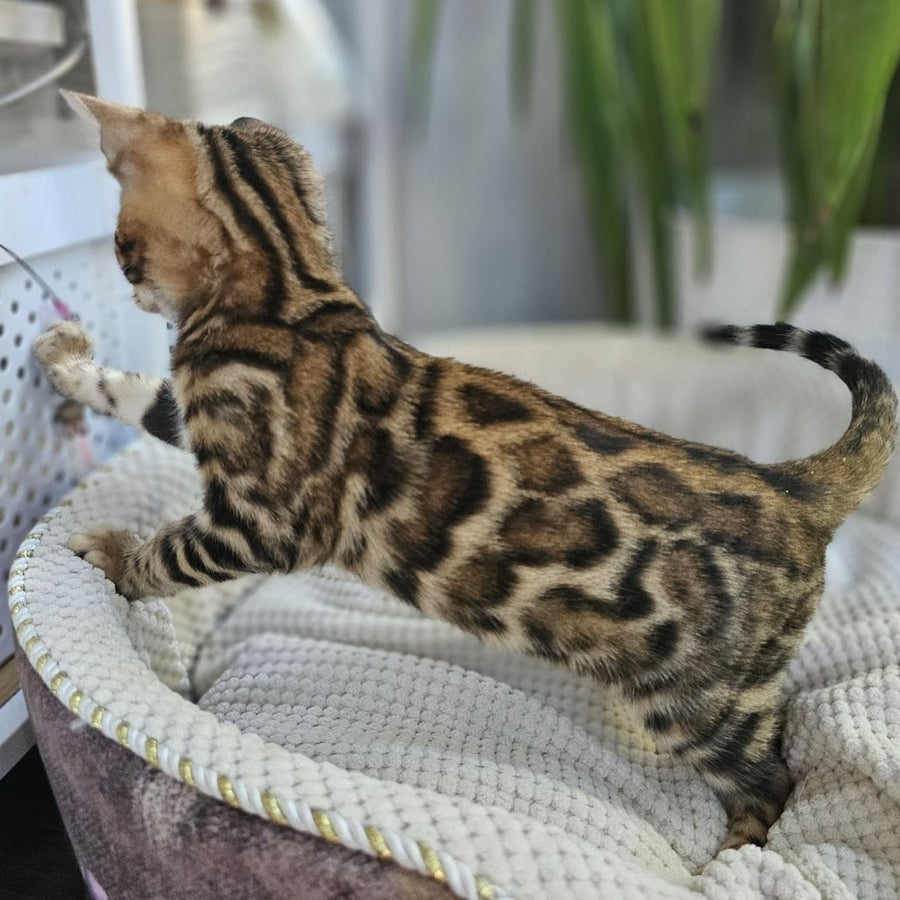 Indigo Bengal male, black spotted tabby