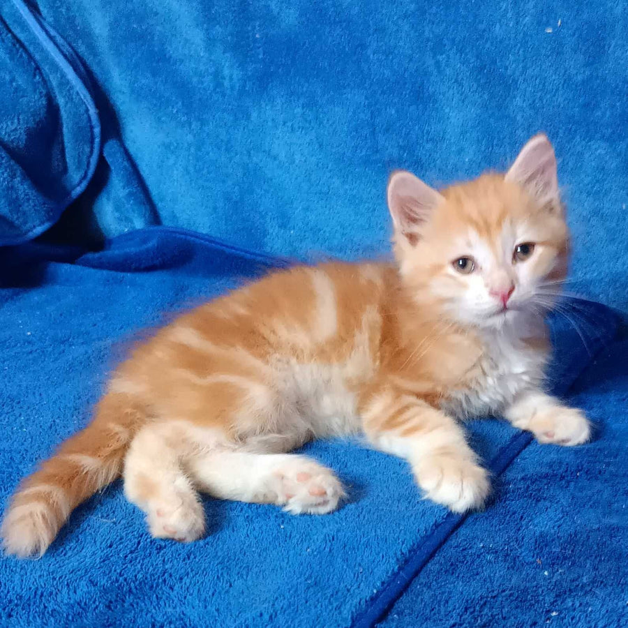 Elvis Siberian male, red tabby