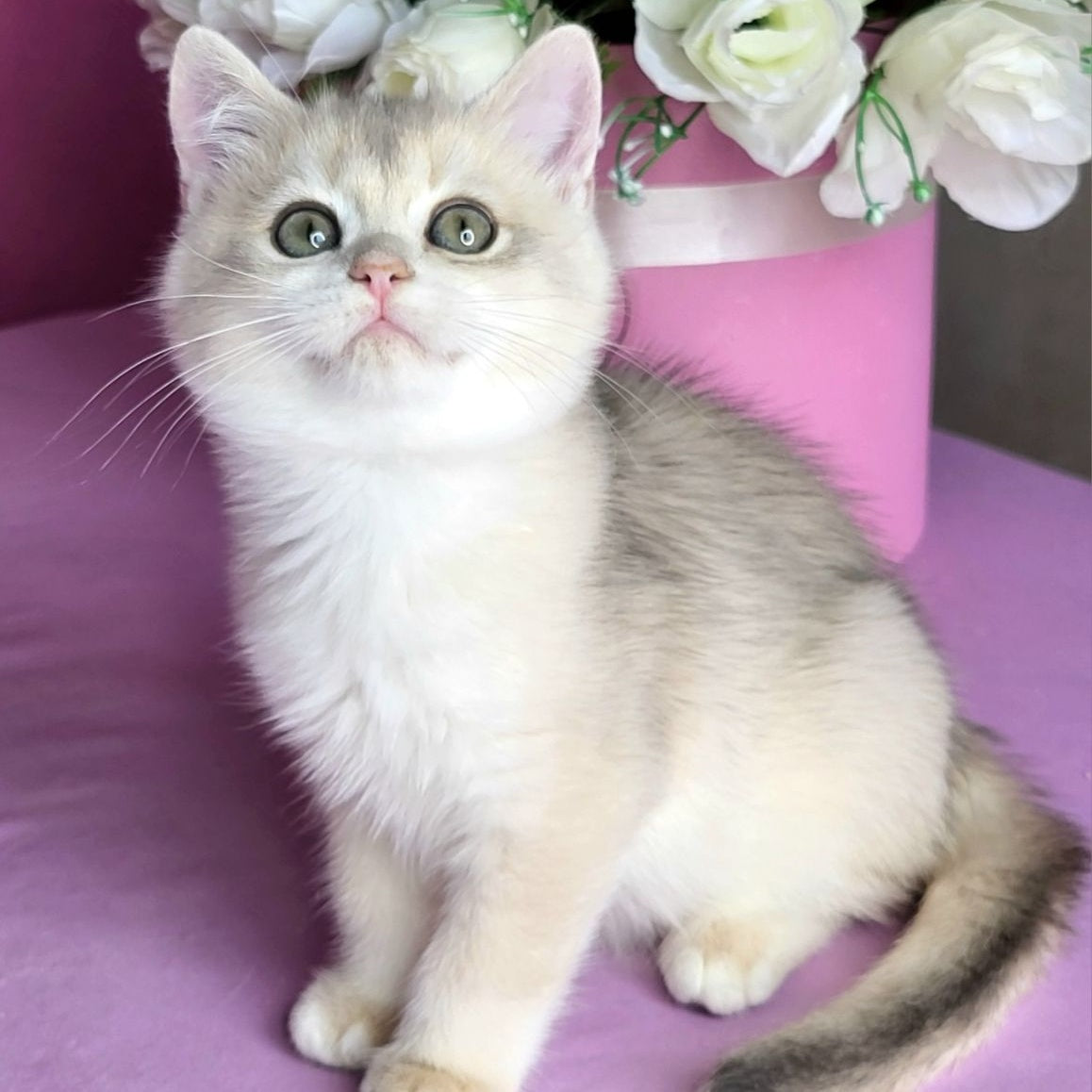Aramis British Shorthair male, blue golden chinchilla