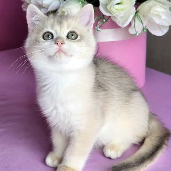 Aramis British Shorthair male, blue golden chinchilla