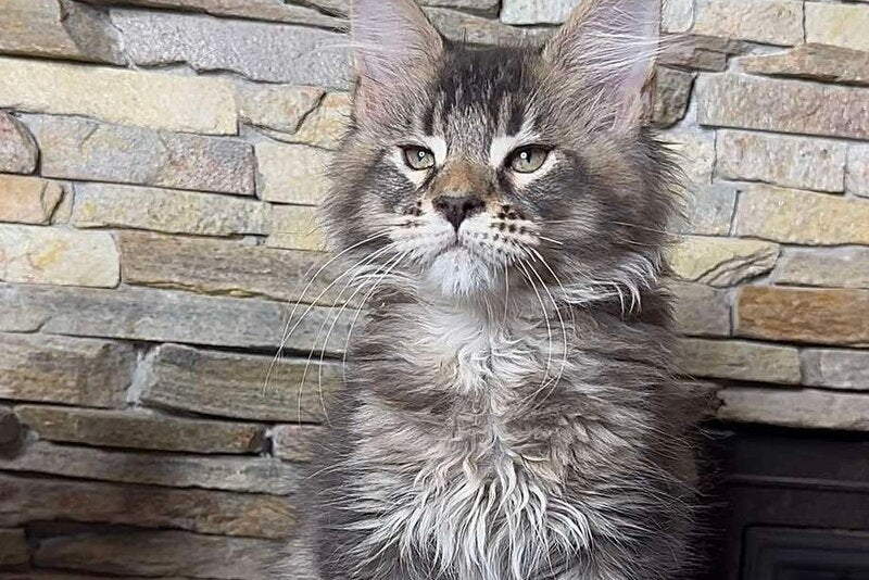 Quor Maine Coon male, black ticked tabby