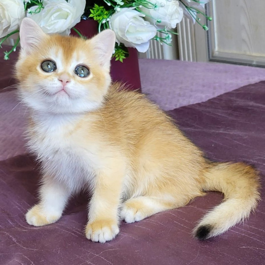 Yasmina British Shorthair female, black golden chinchilla