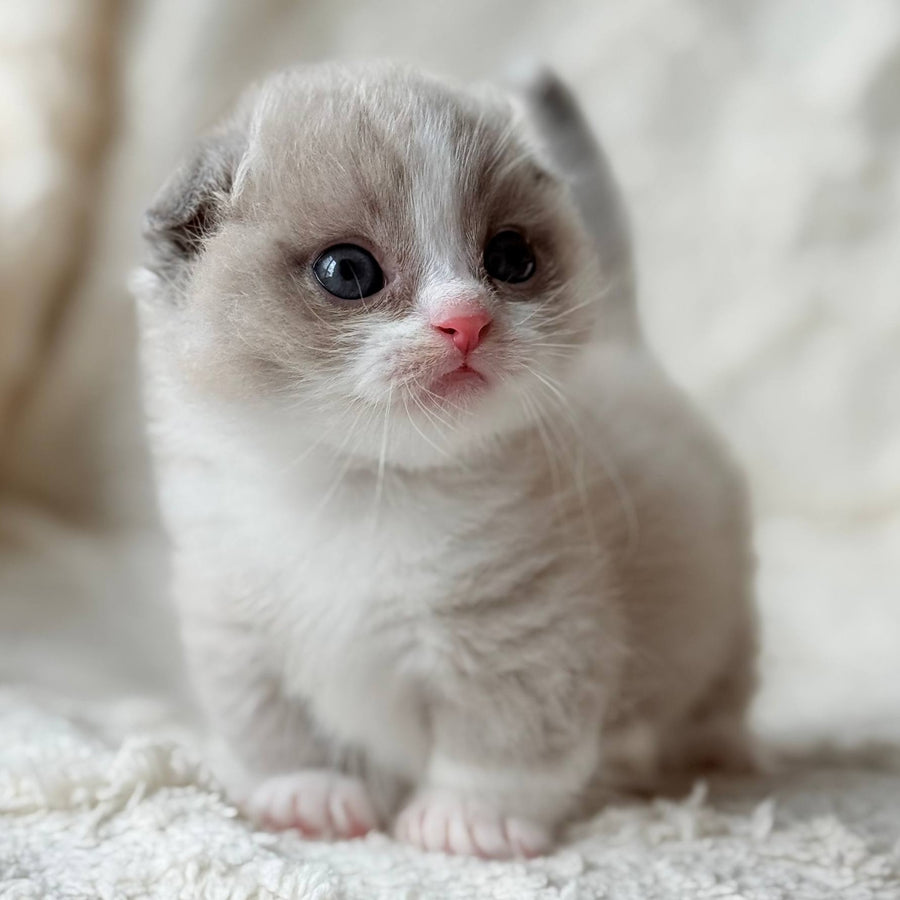 Maurice Munchkin male, lilac bicolour pointed