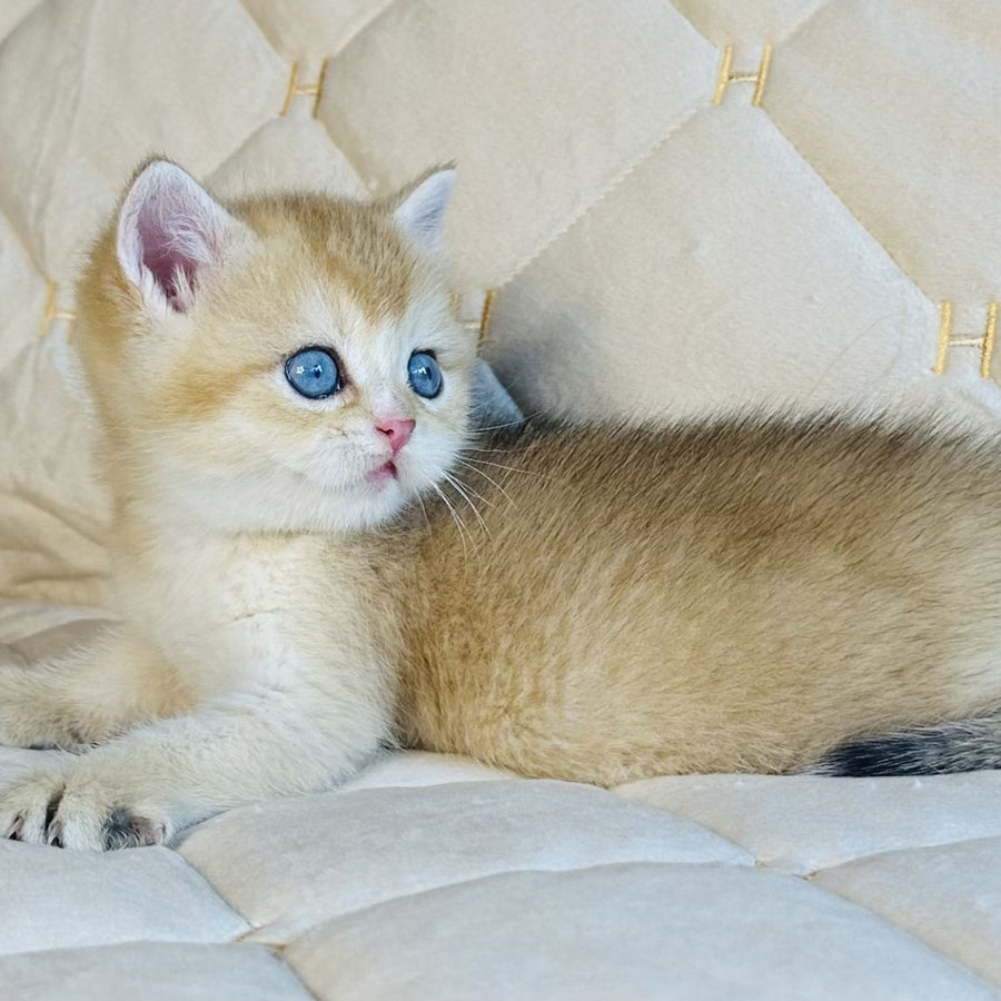 Finik British Shorthair male, black golden shaded with white