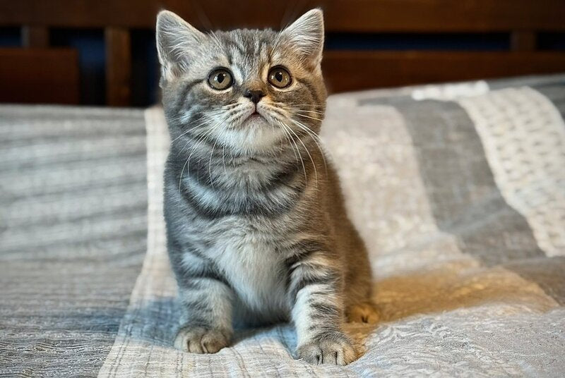 Julija Scottish Straight female, blue silver tabby