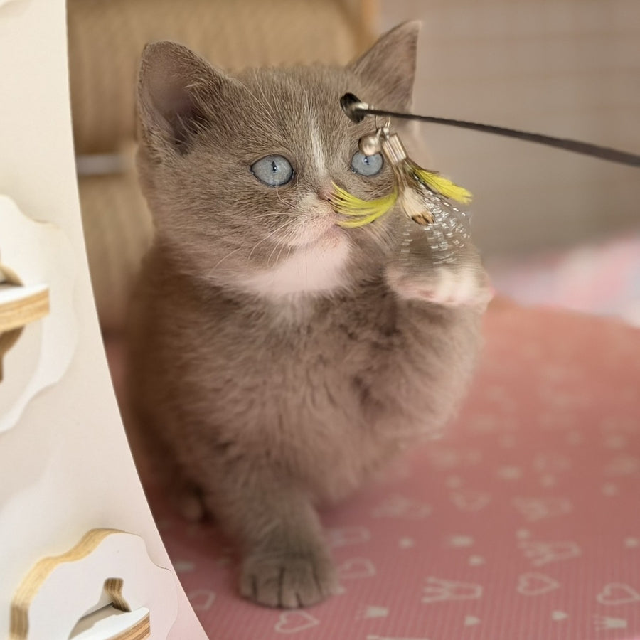 Solena British Shorthair female, lilac with white