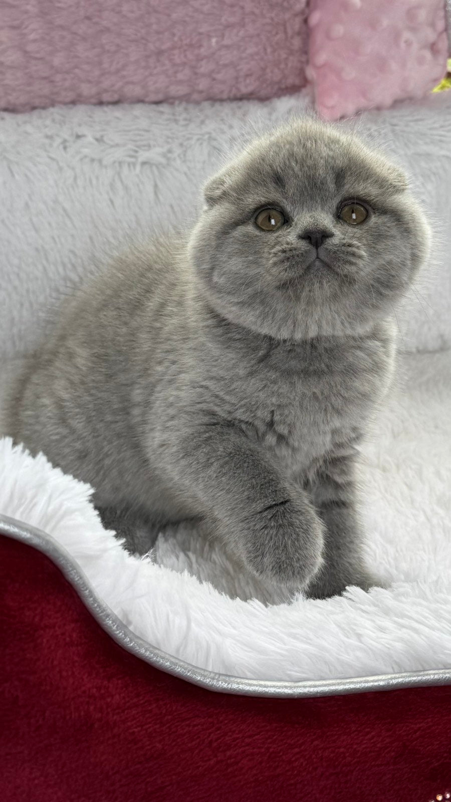 Yara Scottish Fold female, blue
