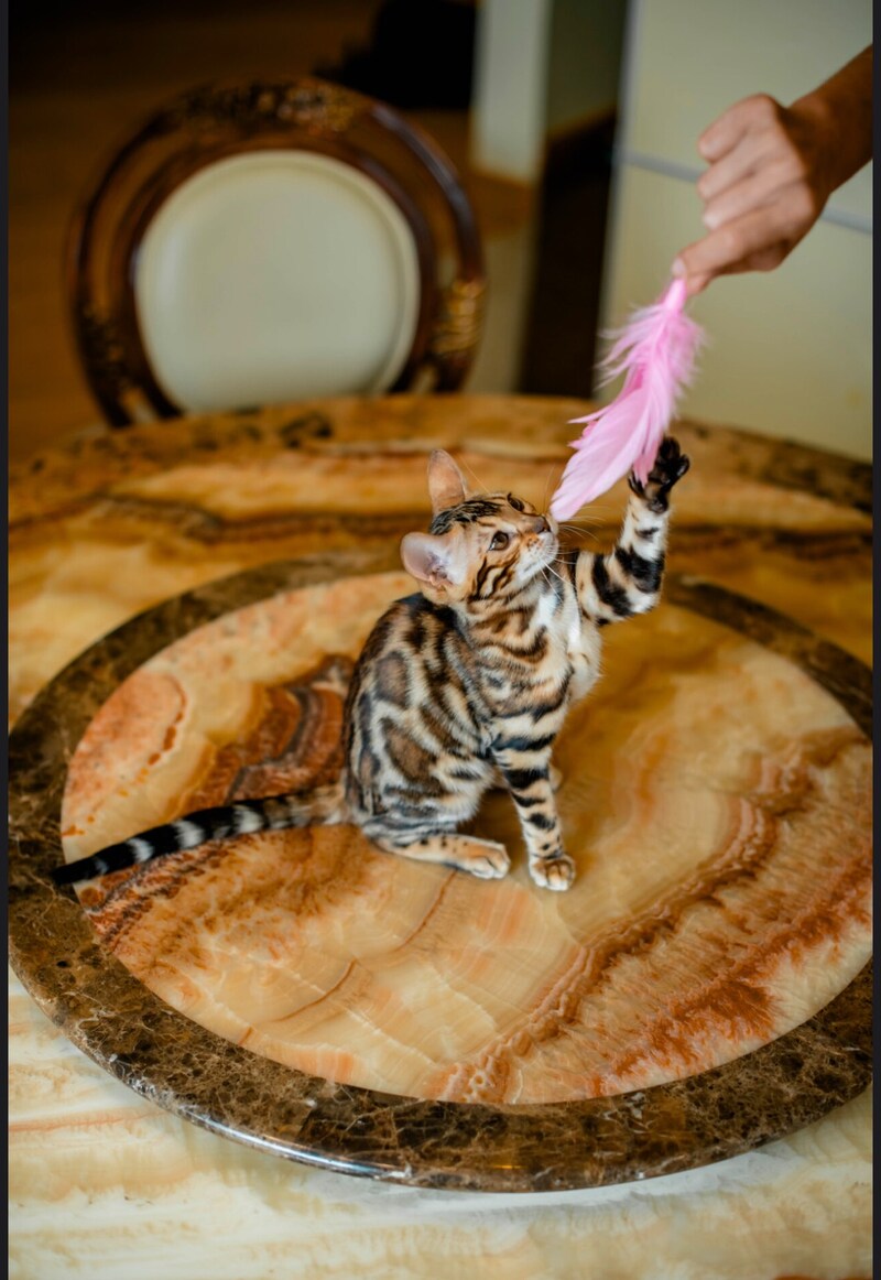 Alma Bengal female, black spotted tabby