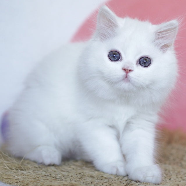 Qimby Scottish Straight male, white