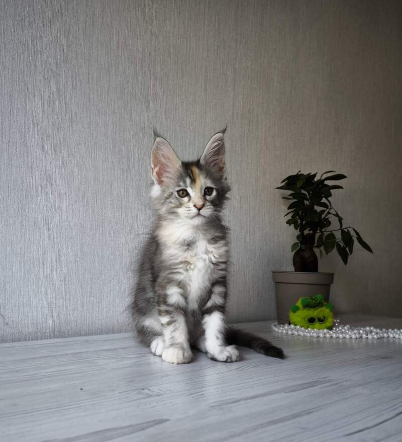 Dea Maine Coon female, black tortie silver spotted tabby